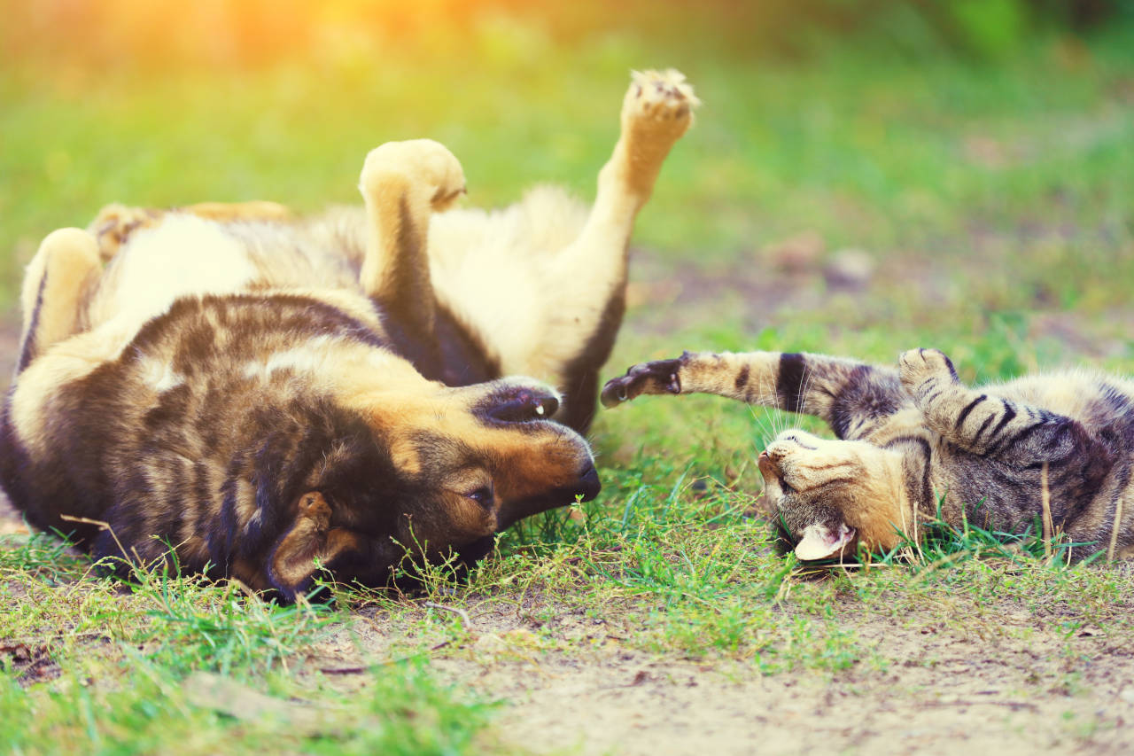 Cat and dog playing outside